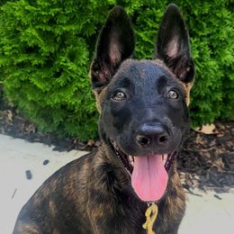 Takuma Sato - Black - Gold brindle male Dutch Shepherd puppy in Carmel, Indiana from Legacy Dutch Shepherds