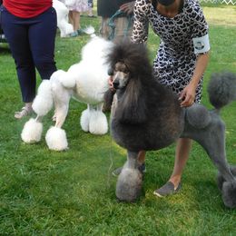 Poodle Puppies from Lacy Lane Poodles