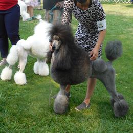Poodle Puppies from Lacy Lane Poodles