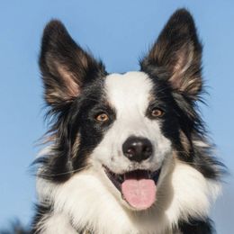 Border Collies from Big Sky Border Collies