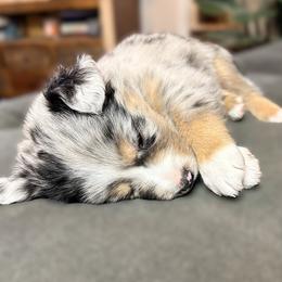 Ollie (AKC and ASDR) - Blue merle male Miniature American Shepherd puppy in Stockton, Missouri from Kizmit Farmz