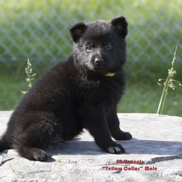 German Shepherd Puppies from 4B Kennels