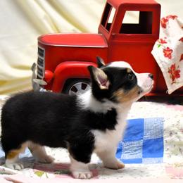 Baxter - Black and tan Pembroke Welsh Corgi puppy in Purcellville, Virginia from Rhone River Farm Pembroke Welsh Corgis