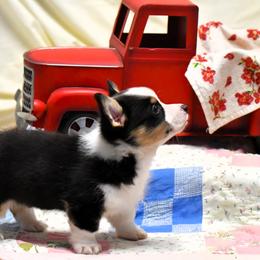 Baxter - Black and tan Pembroke Welsh Corgi puppy in Purcellville, Virginia from Rhone River Farm Pembroke Welsh Corgis