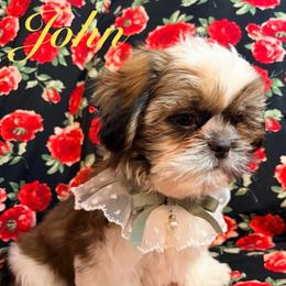 John - Gold and white male Shih Tzu puppy in Hemet, California from Aloha Shih Tzu