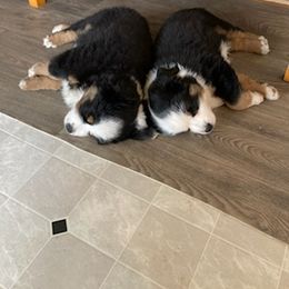 Miniature Australian Shepherd Puppies from Liberty Luck Mini Aussies