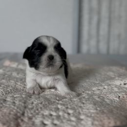Corduroy Teddy (Jax Teddy) - Black and white male Shih Tzu puppy in Cedar Hill, Texas from Puppy Paper House
