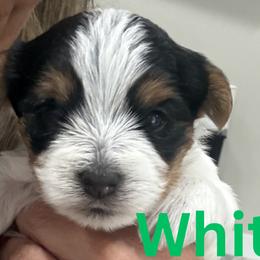 Boy 2 - Parti male Yorkshire Terrier puppy in Bowling Green, Kentucky from Broken Road Acres Yorkies