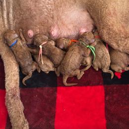 Drift - Red  male Poodle puppy in Mount Vernon, Illinois from AMC Poodles