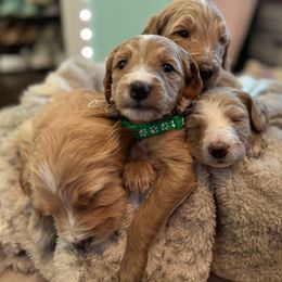 Goldendoodle Puppies from Ruby’s Goldendoodles