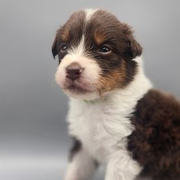Green - Red tri-color Australian Shepherd puppy in Hopewell Junction, New York from Silver Linings Australian Shepherds