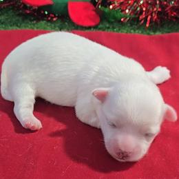 Dasher - White male Maltese puppy in Aurora, Missouri from KnJ Precious Paws LLC