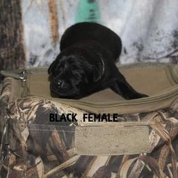 Labrador Retriever Puppies from Copper Creek Outfitters and Kennel