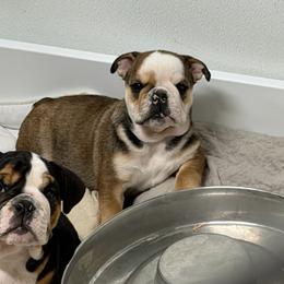 Zoe - Fallow female Bulldog puppy in Marysville, Washington from BulldogWA