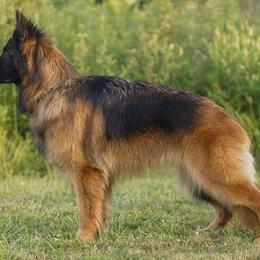 German Shepherds from Vom haus Carturan