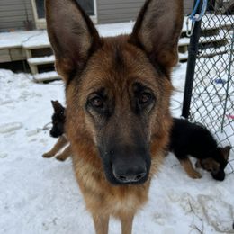 Cayenne - German Shepherd