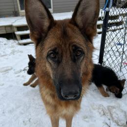 Cayenne - German Shepherd