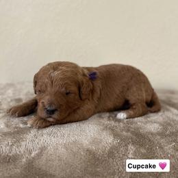 Cupcake - Red  female Goldendoodle puppy in Crothersville, Indiana from Wischmeier’s Doodles
