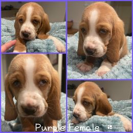 Purple Female - Lemon and white female Basset Hound puppy in Temple, Texas from Southern Rose Bassets