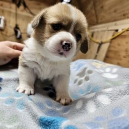 Yellow girl - White and red female Pembroke Welsh Corgi puppy in Orange, Virginia from CL&L Corgi's
