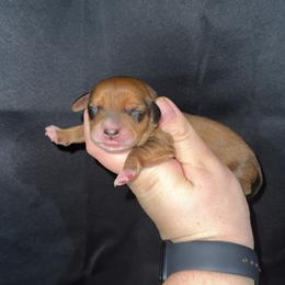 Thelma - Red female Dachshund puppy in Liberty, Mississippi from Liberty Oaks Aussies and Dachshunds