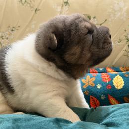 Juniper - White female Chinese Shar-Pei puppy in Lenoir, North Carolina from Pei-tato Chips