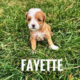 Fayette - Red  female Goldendoodle puppy in Bountiful, Utah from Red Brick Doodles