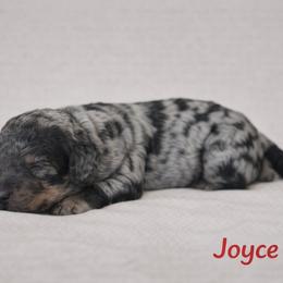 Joyce Byers - Blue merle female Bernedoodle puppy in Bennett, Colorado from Darling Paws Bernedoodles, LLC