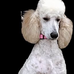 Bordoodles, Labradoodles, and Poodles from Sugar Camp Canine - Maxwell