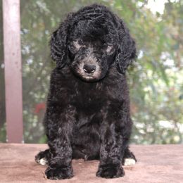 Dachshund and Poodle Puppies from Divine Dachshunds & Divine Poodle Paradise Standard Poodles