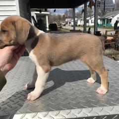 Mountain Cur Puppies from Walnut Ridge Mountain Curs