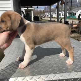 Mountain Cur Puppies from Walnut Ridge Mountain Curs