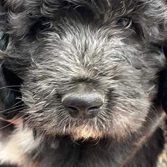 Alan - Black male Pyredoodle puppy in Prescott, Washington from Washington Pyredoodles