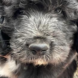Alan - Black male Pyredoodle puppy in Prescott, Washington from Washington Pyredoodles