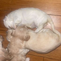 Maltipoo Puppies from Tosha Maltipoos