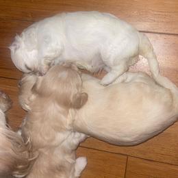 Maltipoo Puppies from Tosha Maltipoos