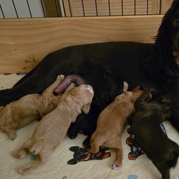 Cocker Spaniel Puppies from Kellie's Cocker Spaniels