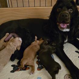 Cocker Spaniel Puppies from Kellie's Cocker Spaniels