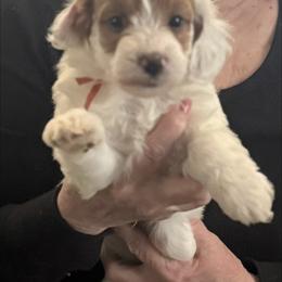 Cheddar - Parti male Goldendoodle puppy in Danville, Virginia from Stella’s Stunning Goldendoodles of VA