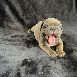 Companion Cross Puppies from BULLDOGS