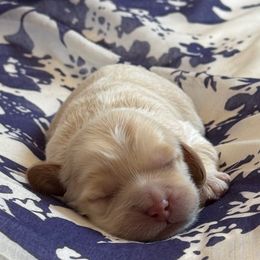Crêpe - Caramel ice male Australian Labradoodle puppy in Fremont, New Hampshire from Birchwood Labradoodles