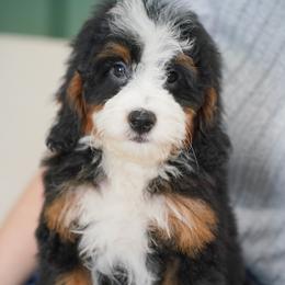 Graham (socialization program student) - Tri-color male Bernedoodle puppy in Dundee, Ohio from Down Home Doodle