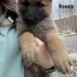 Coral HC AKA Honey - Bi-color female German Shepherd puppy in Terra Alta, West Virginia from Shepherd Country Farm and Kennels