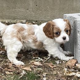 Cavalier King Charles Spaniel Puppies from Buck Creek