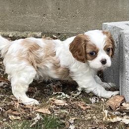 Cavalier King Charles Spaniel Puppies from Buck Creek