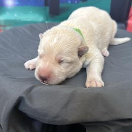 Gram - White male German Shepherd puppy in Magnolia, Texas from K & Q Shepherds