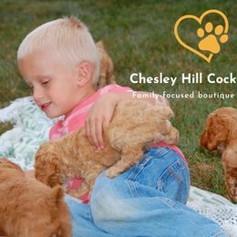 Cockapoo Puppies from Chesley Hill Cockapoos