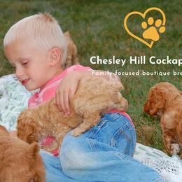 Cockapoo Puppies from Chesley Hill Cockapoos