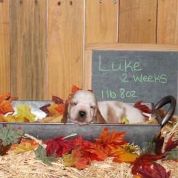 Luke - Lemon and white male Basset Hound puppy in Dover, Arkansas from S&S American Bassets