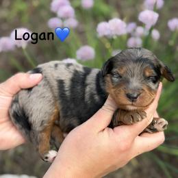 Logan - Blue merle male Aussiedoodle puppy in Lancaster, Minnesota from Finney Ranch